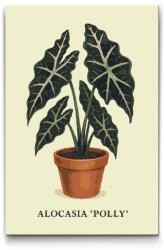  Festés számok szerint - Alokázia Polly Méret: 40x60cm, Keretezés: Kartonlemezen