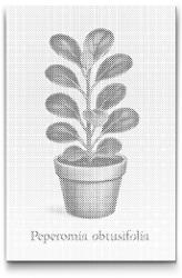  PontPöttyöző - Tompa levelű peperomia Méret: 40x60cm, Keretezés: Kartonlemezen, Szín: Kék