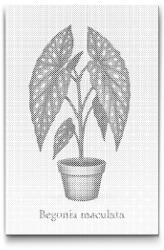  PontPöttyöző - Pöttyös begónia (Begónia maculata) Méret: 40x60cm, Keretezés: Kartonlemezen, Szín: Piros