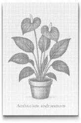  PontPöttyöző - André flamingóvirág Méret: 40x60cm, Keretezés: Műanyagtáblával, Szín: Piros