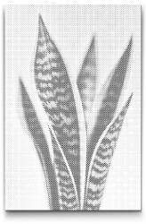  PontPöttyöző - Sansevieria (Anyósnyelv) Méret: 40x60cm, Keretezés: Kartonlemezen, Szín: Fekete