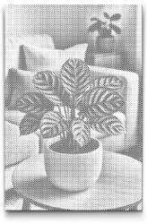  PontPöttyöző - Kalathea Méret: 40x60cm, Keretezés: Műanyagtáblával, Szín: Piros