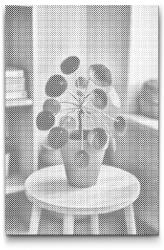  PontPöttyöző - Pilea peperomioides Méret: 40x60cm, Keretezés: Keret nélkül (csak a vászon), Szín: Fekete