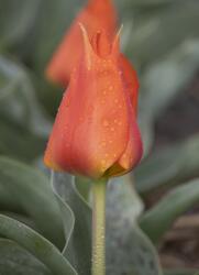 Holland Bulb Market Ladita 800 bulbi de lalea GREIGII TULIPA Miramare (ART005937)