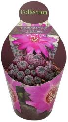  Cactus (Sulcorebutia rauschii violacidermis) la ghiveci ø 10, 5 cm (109COLL0086)