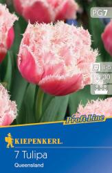 kiepenkerl Lalele Queensland (501911)