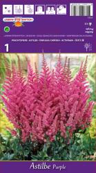Holland Bulb Market Astilbe violet (37352)