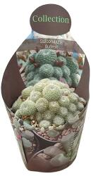  Cactus Sunrise (Sulcorebutia) la ghiveci ø 10, 5 cm (109COLL0062)