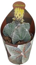  Cactus Boneta episcopului (Astrophytum myriostigma) la ghiveci ø 6, 5 cm (6500063)