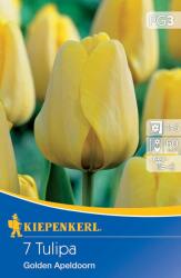 kiepenkerl Lalele Golden Apeldoorn (507425)