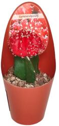  Cactus altoit roșu (Gymnocalycium) la ghiveci ø 6, 5 cm (650INN1)