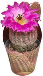  Cactus (Echinocereus rigidissimus rubrispinus) la ghiveci ø 6, 5 cm (SAG0006)