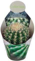  Cactus (Echinocactus grusonii brevispinus) la ghiveci ø 10, 5 cm (109COLL0015)