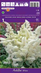 Holland Bulb Market Astilbe albe (37410)