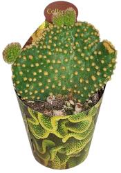  Cactus (Opuntia microdasys undulata) la ghiveci ø 6, 5 cm (6500584)