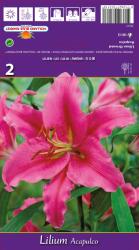 Holland Bulb Market Crin oriental Acapulco (37217)