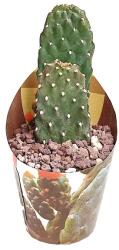  Cactus (Opuntia consolea rubescens) la ghiveci ø 6, 5 cm (6500566)