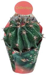  Cactus globular (Ferocactus horridus brevispinus) la ghiveci ø 10, 5 cm (109COLL0022)