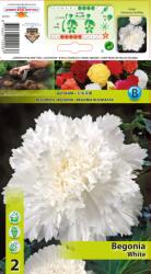 Holland Bulb Market Begonie franjurată albă (10203)
