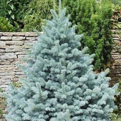 Molid argintiu Kaibab (Picea pungens Glauca Kaibab) la ghiveci C1 (9401)