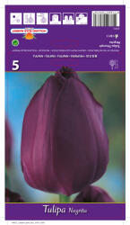 kiepenkerl Lalele triumph Negrita (37073)