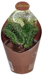  Cactus (Opuntia cylindrica crestata) la ghiveci ø 6, 5 cm (6500567)