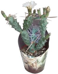 Cactus (Tephrocactus articulatus syringacanthus) la ghiveci ø 10, 5 cm (109COLL0043)