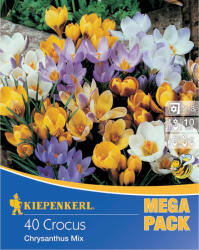 kiepenkerl Mega Pack Brândușe pitice mix multicolor (509153)