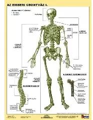 Stiefel Stiefel: Tanulói munkalap, A4, STIEFEL "Az emberi csontváz (275707)
