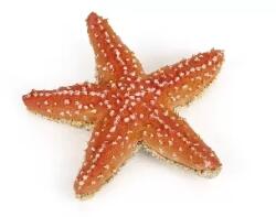 Papo : Tengeri csillag (08398)