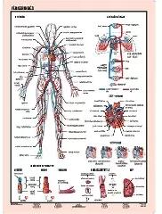 Stiefel Stiefel: Tanulói munkalap, A4, STIEFEL "Vérkeringés (275857)