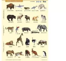Stiefel Stiefel: Tanulói munkalap, A4, STIEFEL" Vadon élő állatok (27588)