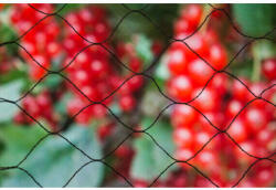  Agrárháló - Madárvédő Háló - Fekete - 5x3m (6030401 - 6030401)