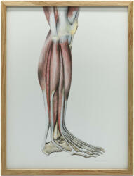  ANATÓMIAI PLAKÁT A JOBB ALSÓ IZMOK FALIZMAIHOZ 70x100CM FA KERET