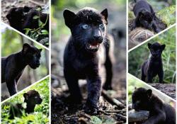 Ravensburger 12000932 - Az utolsó Jaguár - 1500 db-os puzzle (12000932)