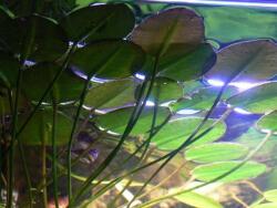 INVITAL Hydrocleis nymphaeoides- vízi pipacs