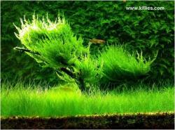 INVITAL Flame moss (Taxiphyllum sp. ) (Pohár Ø 8 cm)