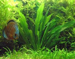 INVITAL Echinodorus amazonicus