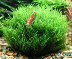 INVITAL Stringy moss (L. riparium) (IN-VITRO pohár Ø 7 cm)