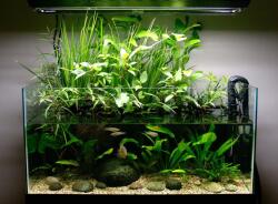 INVITAL Acorus gramineus (Cserép Ø 5, 5 cm)