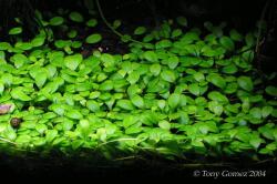 INVITAL Glossostigma elatinoides