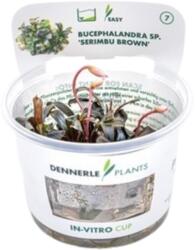 Dennerle Plants Bucephalandra sp. 'Serimbu Brown' CUP - 1 db