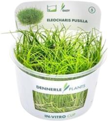 Dennerle Plants Eleocharis pusilla CUP - 1 db