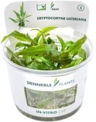 Dennerle Plants Cryptocoryne usteriana CUP - 1 db