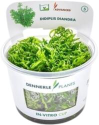 Dennerle Plants Didiplis diandra CUP - 1 db