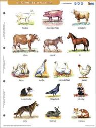 STIEFEL Tanulói munkalap, A4, STIEFEL" A ház körül élő állatok (VTM89) - officesprint