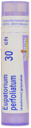  EUPATORIUM PERFOLIATUM C30 golyócskák 4 G