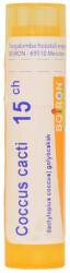  COCCUS CACTI C15 golyócskák 4 G