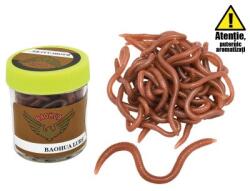 Baracuda Rame (earthworms) (earthworms)