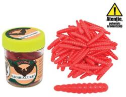 Baracuda Viermi rosii comuni (breadworms) (breadworms)